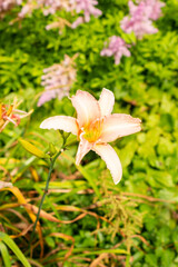 Hemerocallis Luxury Lace plant in Saint Gallen in Switzerland