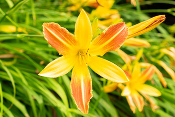 Hemerocallis Comet plant in Saint Gallen in Switzerland