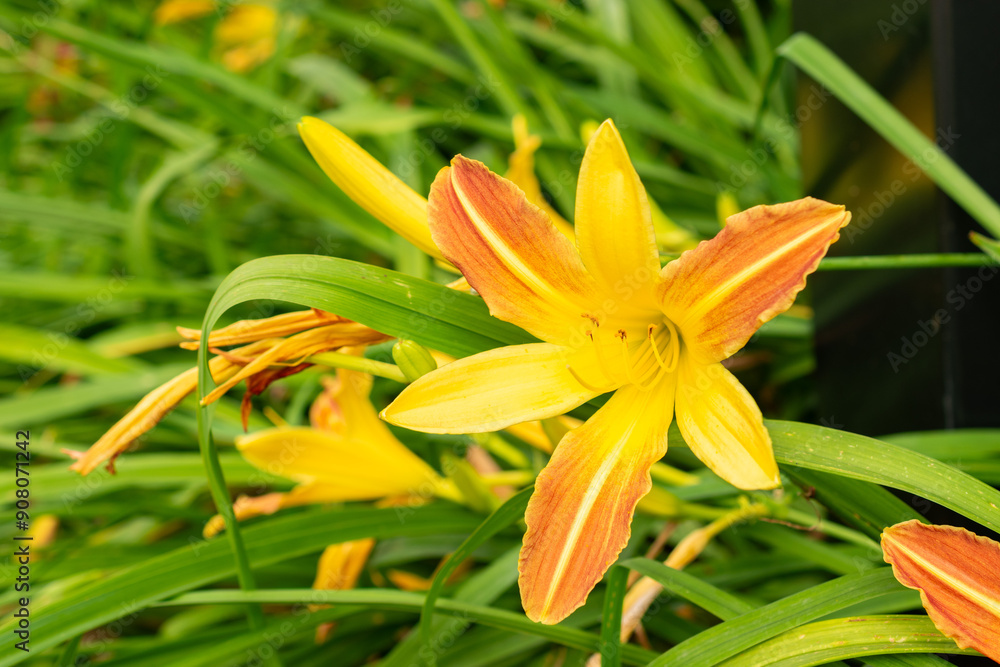 Poster Hemerocallis Comet plant in Saint Gallen in Switzerland