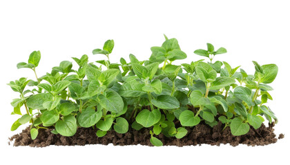 A lush patch of green oregano plants growing in rich brown soil.  The vibrant foliage is ready for harvesting.