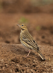 Portrait of a Red throated pipit in farm land at Bahrain