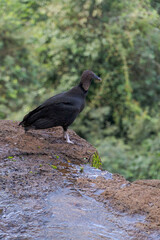 buitre negro americano en las cataratas