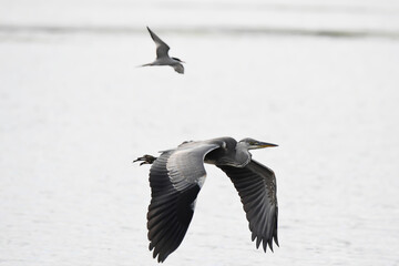 big heron 