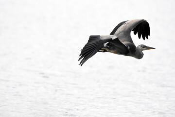 heron mid flight