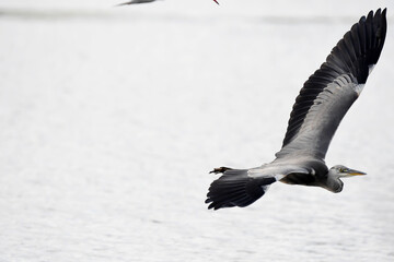 heron mid flight with wings