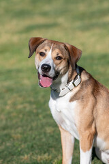 Smiling mixed breed dog posing for a portrait