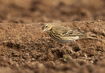 Red throated pipit at Buri farm, Bahrain