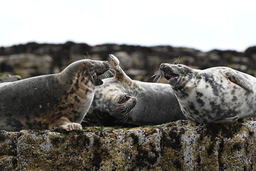 seals laughing at a joke