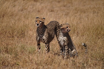 Cheetah
