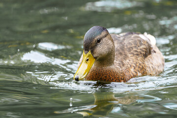 A wild duck swims on a pond. A close-up photo of the bird.