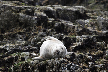 baby seal sleeping on his back