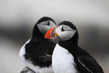 atlantic puffin or common puffin