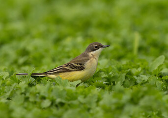 Portrait of a Yellow Wagtail on green at Buri farm, Bahrain