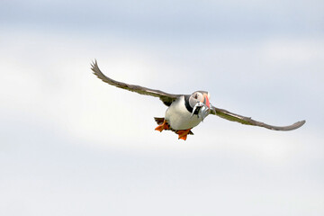 bird in flight with fish