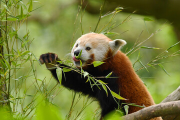 red panda eating bamboo