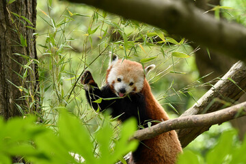 red panda eating bamboo