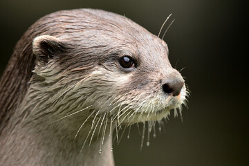 close up of a otter