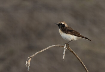 Pied wheatear perched on a twig, Bahrain