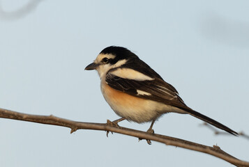 Masked shrike perched on a tree at Jasra, Bahrain