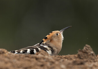 Hoopoe feeding insect on manure, Bahrain