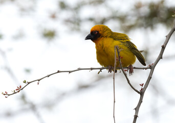 Portrait of a Ruppells weaver bird on tree branch, Bahrain