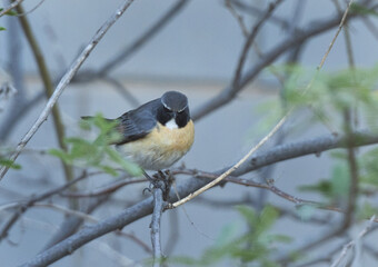 Fototapeta premium White-throated Robin on a tree at Hamala, Bahrain