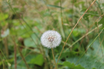 Nature, Romania, Travel, Green, Forest, Plants, Trees, Flowers, Butterfly, Pinecone, Pine Tree