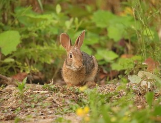 Adorable Cutest Ever Bunny Rabbit 