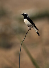 Fototapeta premium Pied wheatear perched on twig at Hamala, Bahrain