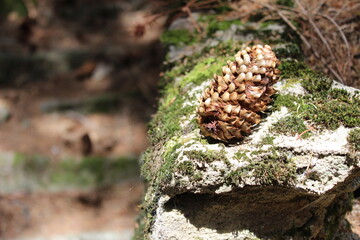 Nature, Romania, Travel, Green, Forest, Plants, Trees, Flowers, Butterfly, Pinecone, Pine Tree