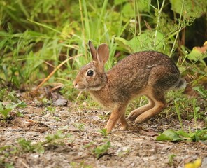 Adorable Cutest Ever Bunny Rabbit 