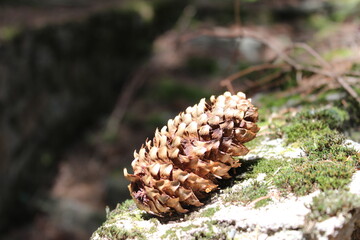 Nature, Romania, Travel, Green, Forest, Plants, Trees, Flowers, Butterfly, Pinecone, Pine Tree
