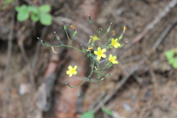 Nature, Romania, Travel, Green, Forest, Plants, Trees, Flowers, Butterfly, Pinecone, Pine Tree