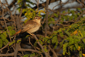 Rufous-tailed Scrub Robin calling at Hamala, Bahrain