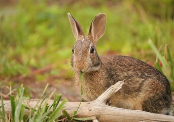 Adorable Cutest Ever Bunny Rabbit 