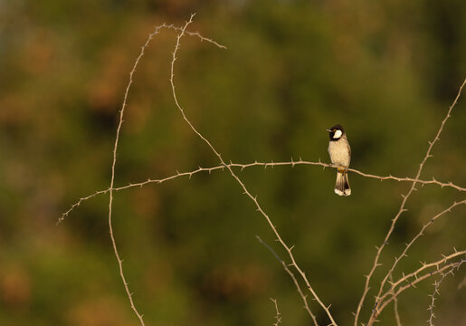 Portrait of White-cheeked bulbul on acacia tree, Bahrain