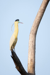 Obraz premium The real deal