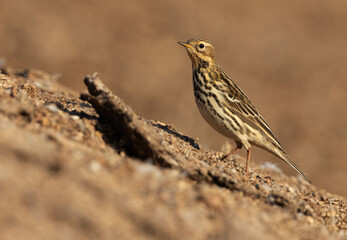 Portrait of a Red throated pipit at Buri farm, Bahrain