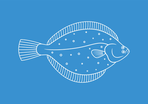 recommend clip art: Olive flounder outline. Isolated flounder on white background