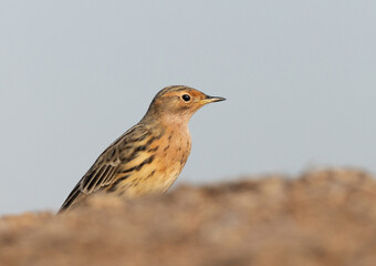 Portrait of a Red throated pipit at Buri farm, Bahrain