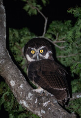 The Night Agent