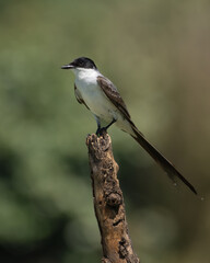 Fototapeta premium Forky