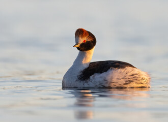 Lights on the hooded grebe