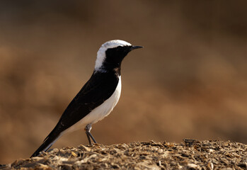 Obraz premium Pied wheatear perched on a mound at Buri farm, Bahrain
