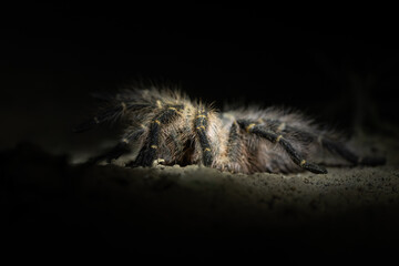 Tarantula
