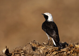 Obraz premium Pied wheatear perched on a mound at Buri farm, Bahrain