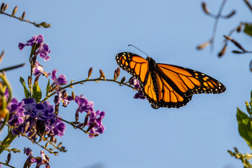 Closeup of beautiful butterfly with blue or yellow background