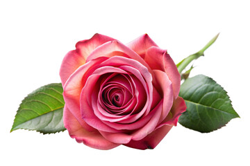 Fototapeta premium Rose isolated on white background, full depth of field 