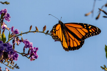 Closeup of beautiful butterfly with blue or yellow background
