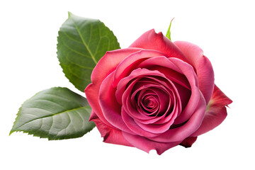 Fototapeta premium Rose isolated on white background, full depth of field 